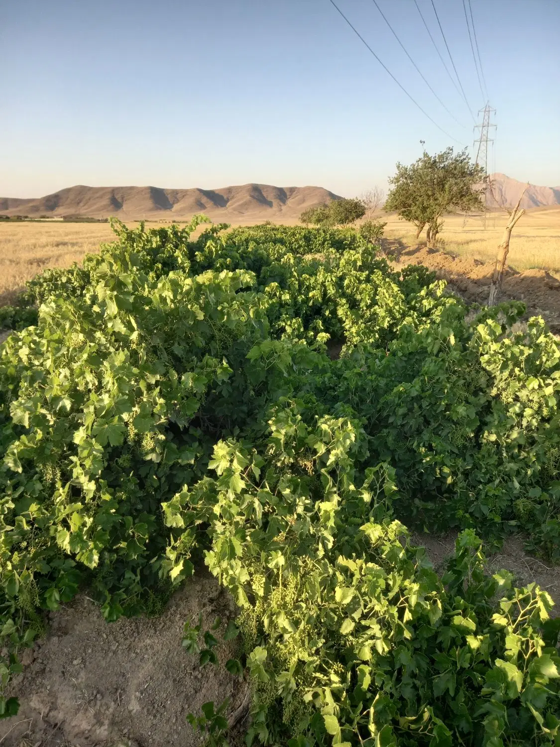 اجاره باغ انگوری