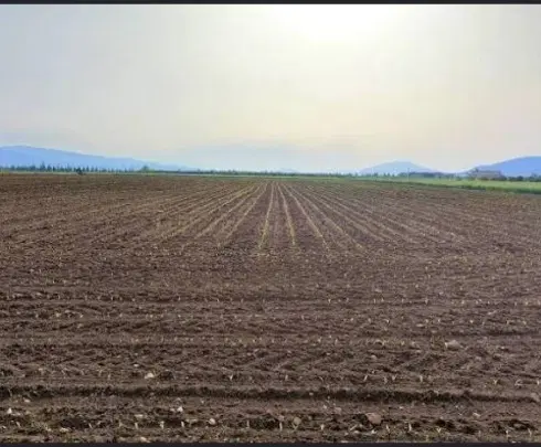 زمین کشاورزی در ملاثانی