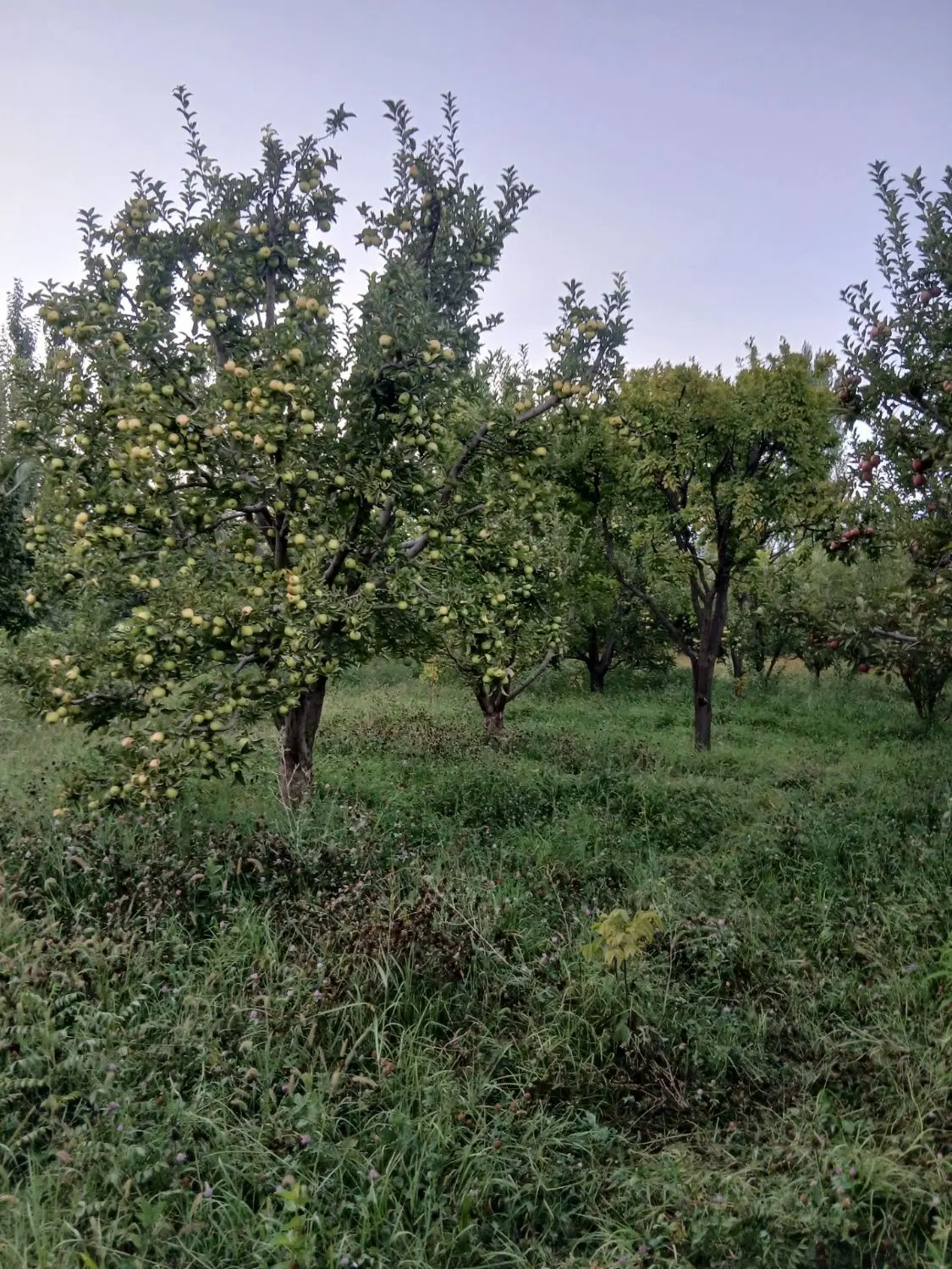 باغچه الوان
