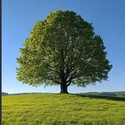 زمین واقع در سهیل