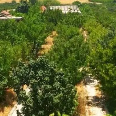 زمین باغی هماشهر