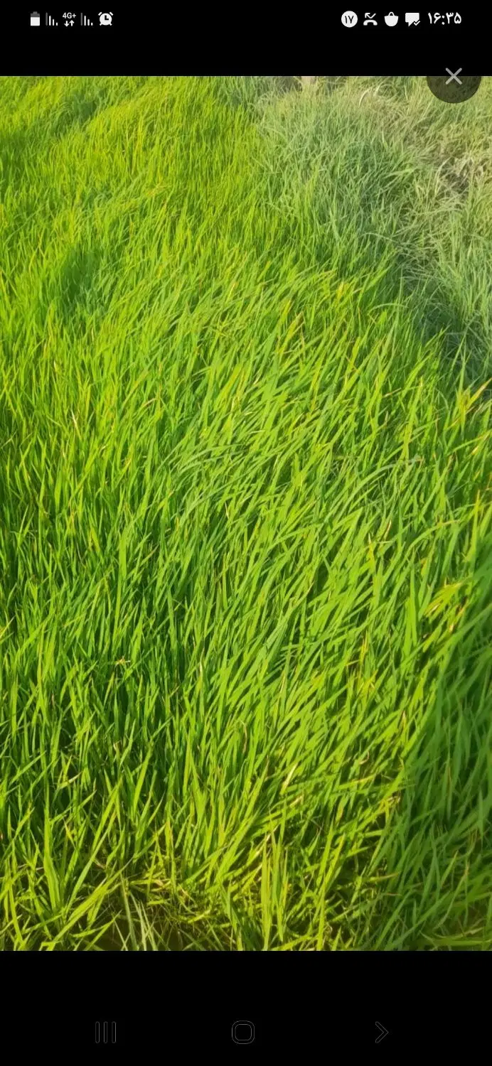 زمین برنج کاری