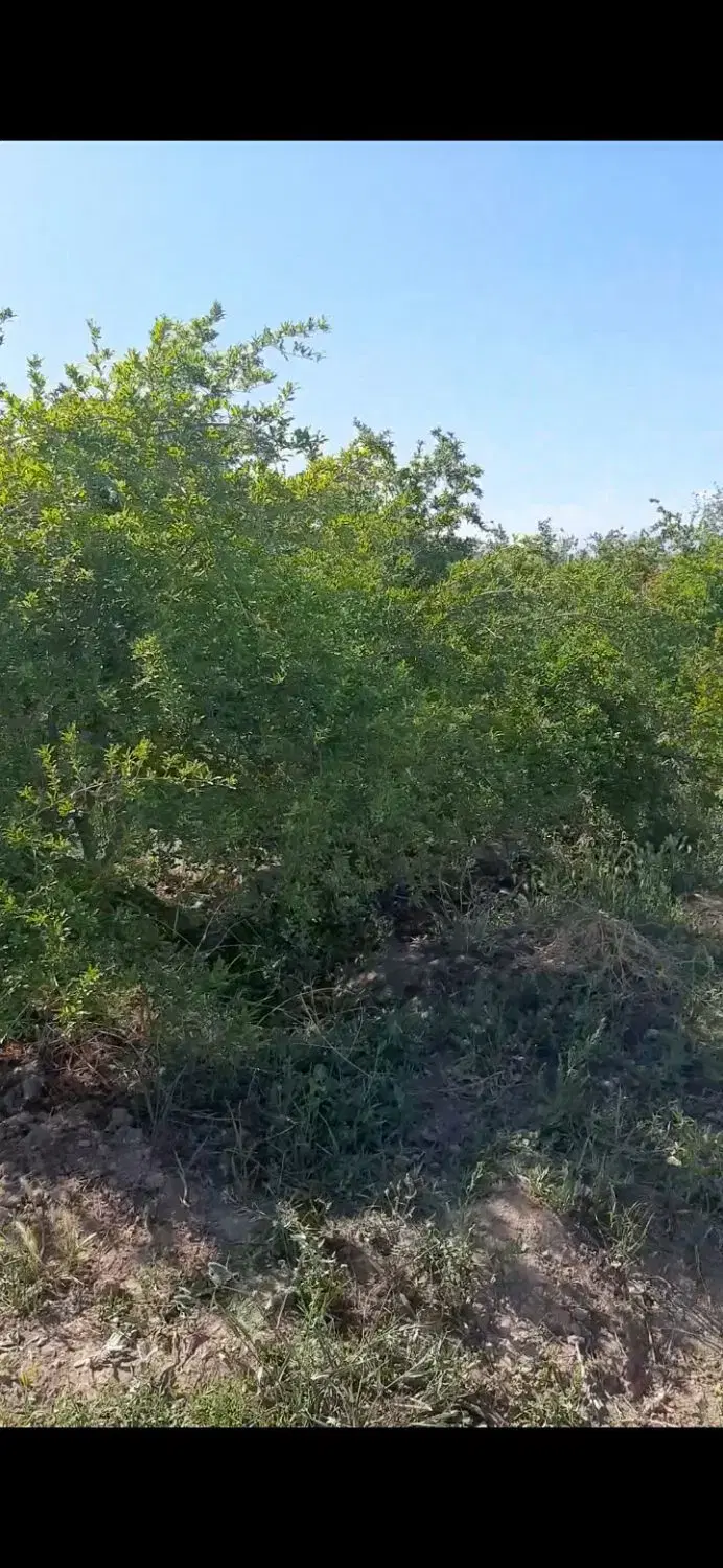 باغچه انار ۵۰۰ متری