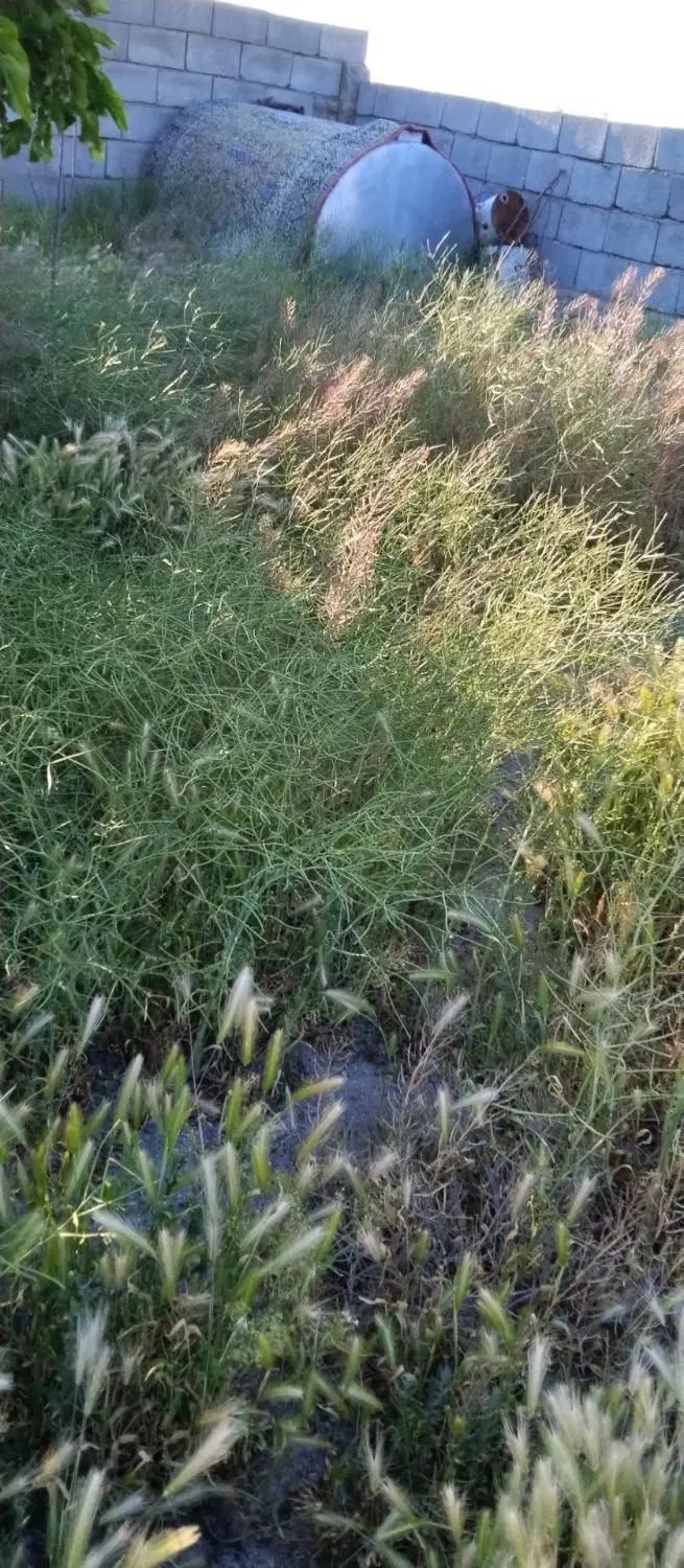 باغچه