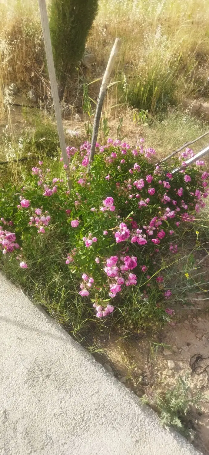 معاوضه باغ وسط دل شهر با مسکن مهر