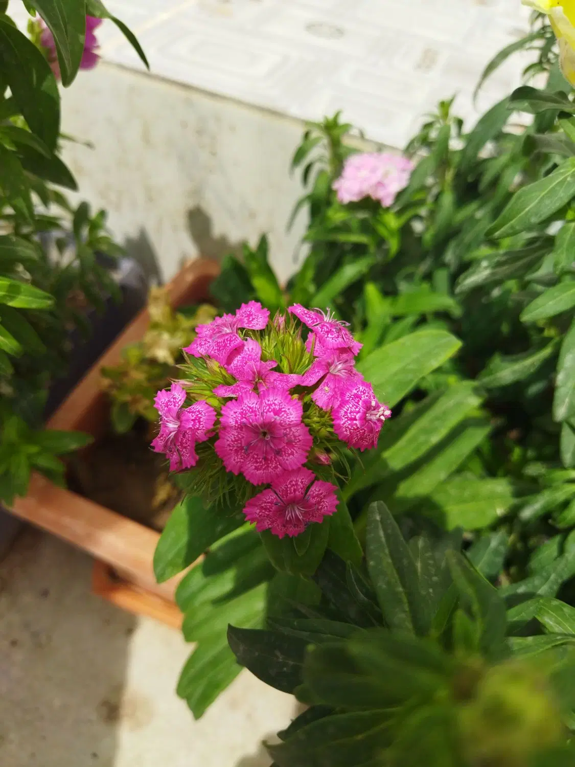 خونه باغ فروشی