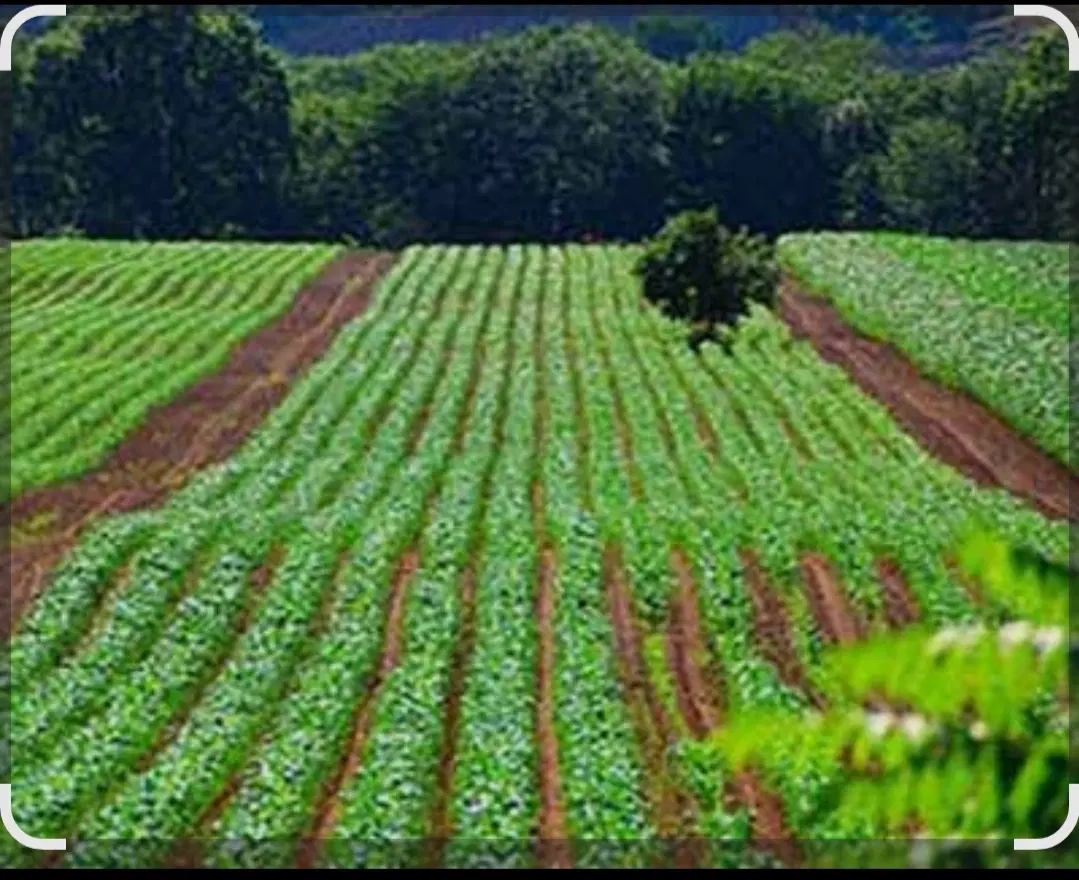 زمین کشاورزی