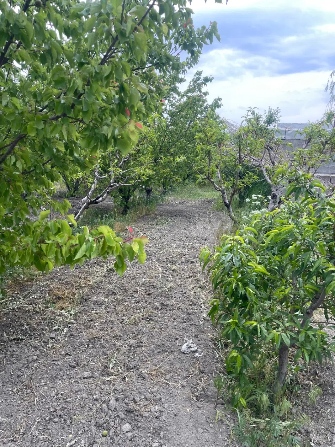 باغ الوان یغمورعلی