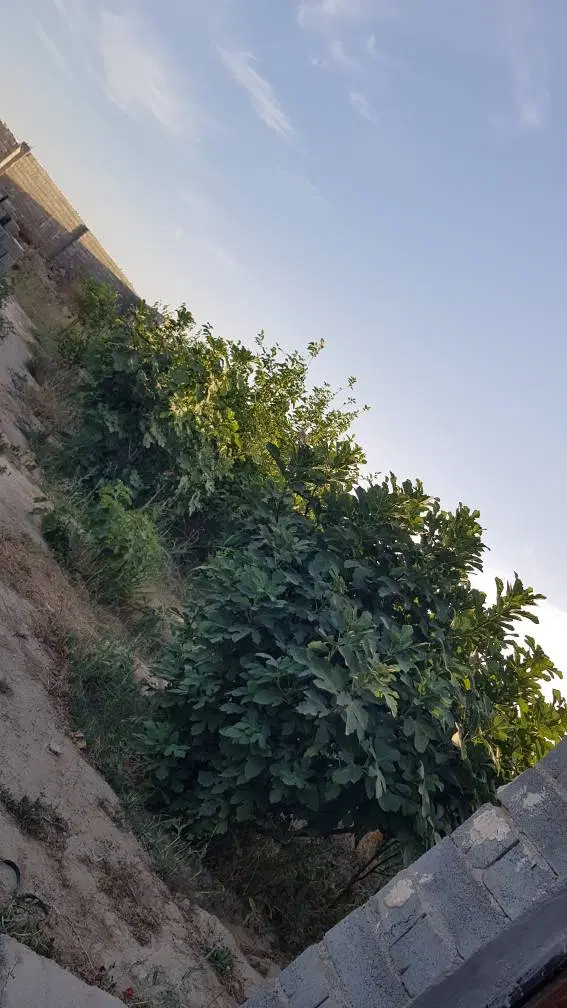 فروش باغ منصوریه