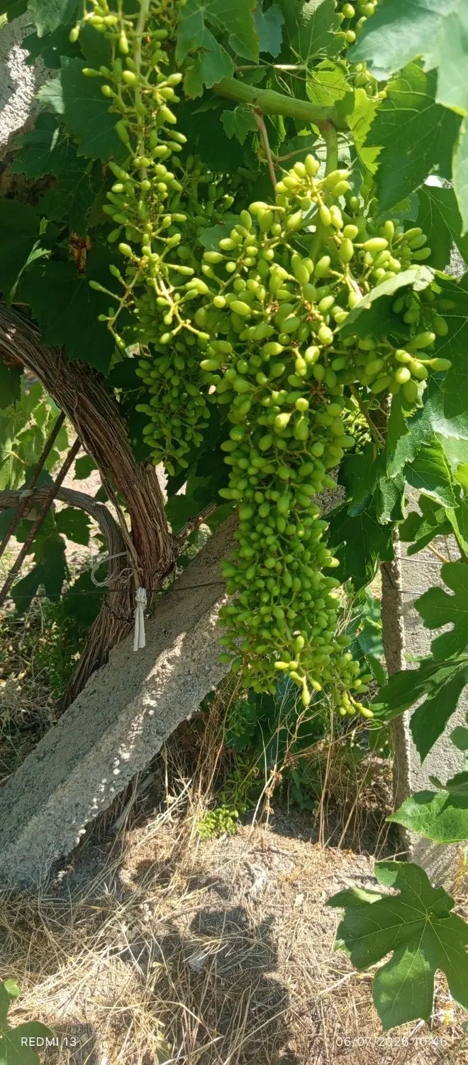 اجاره باغ انگور