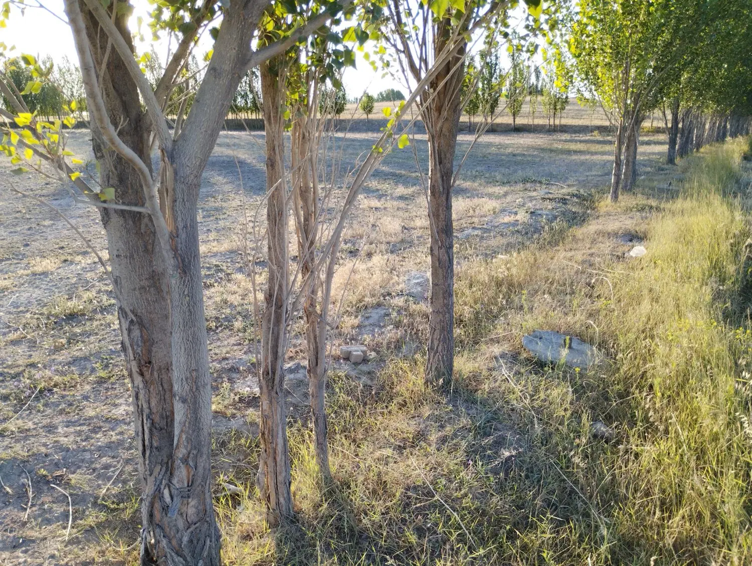 فروشی زمین