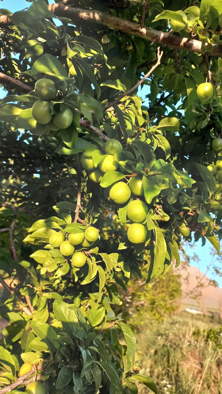 فروش باغ میوه