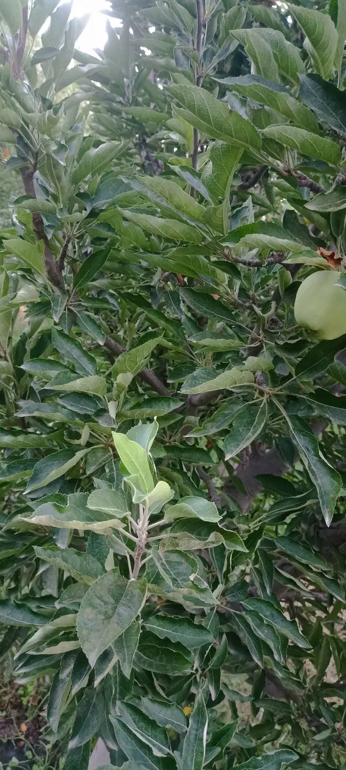 طلاتپه