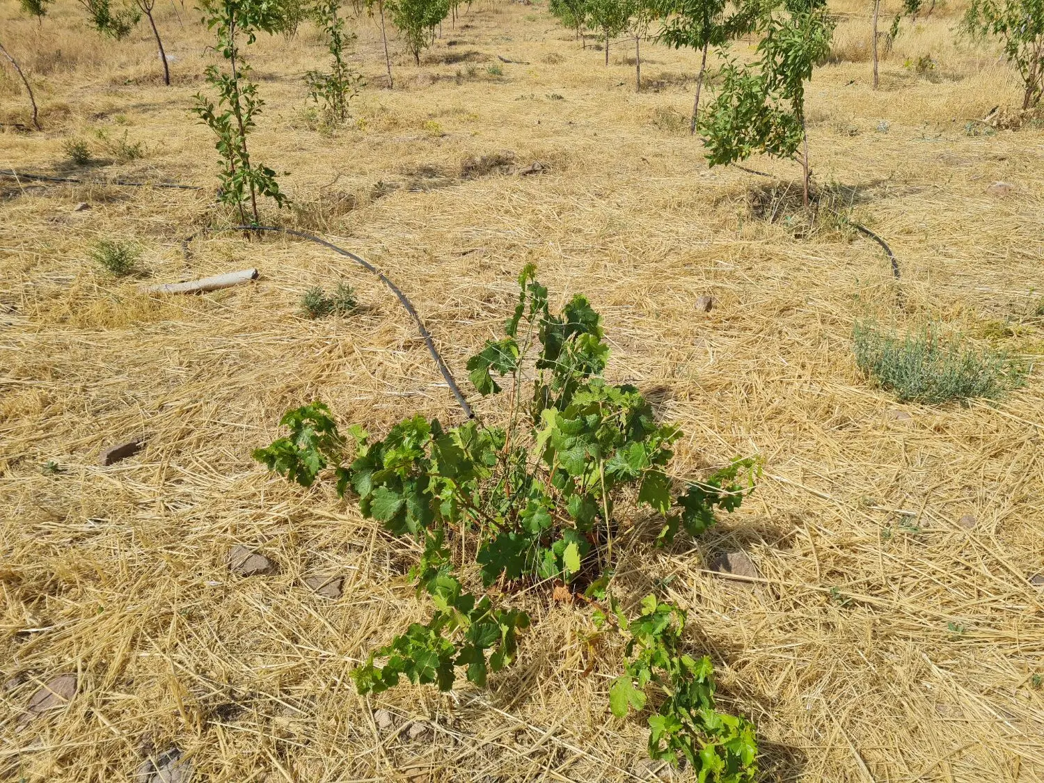 باغ سند دار ۱۰۰۰ متری ورس محمدیه