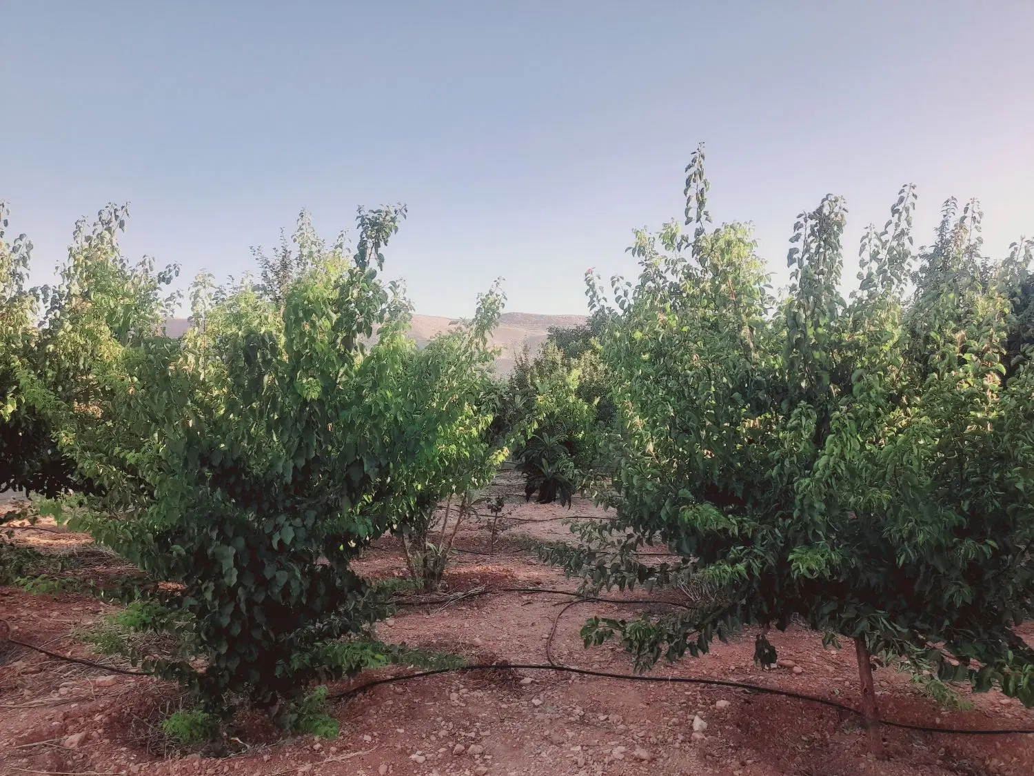 ملوسجان منطقه ای خوش آب و هوا