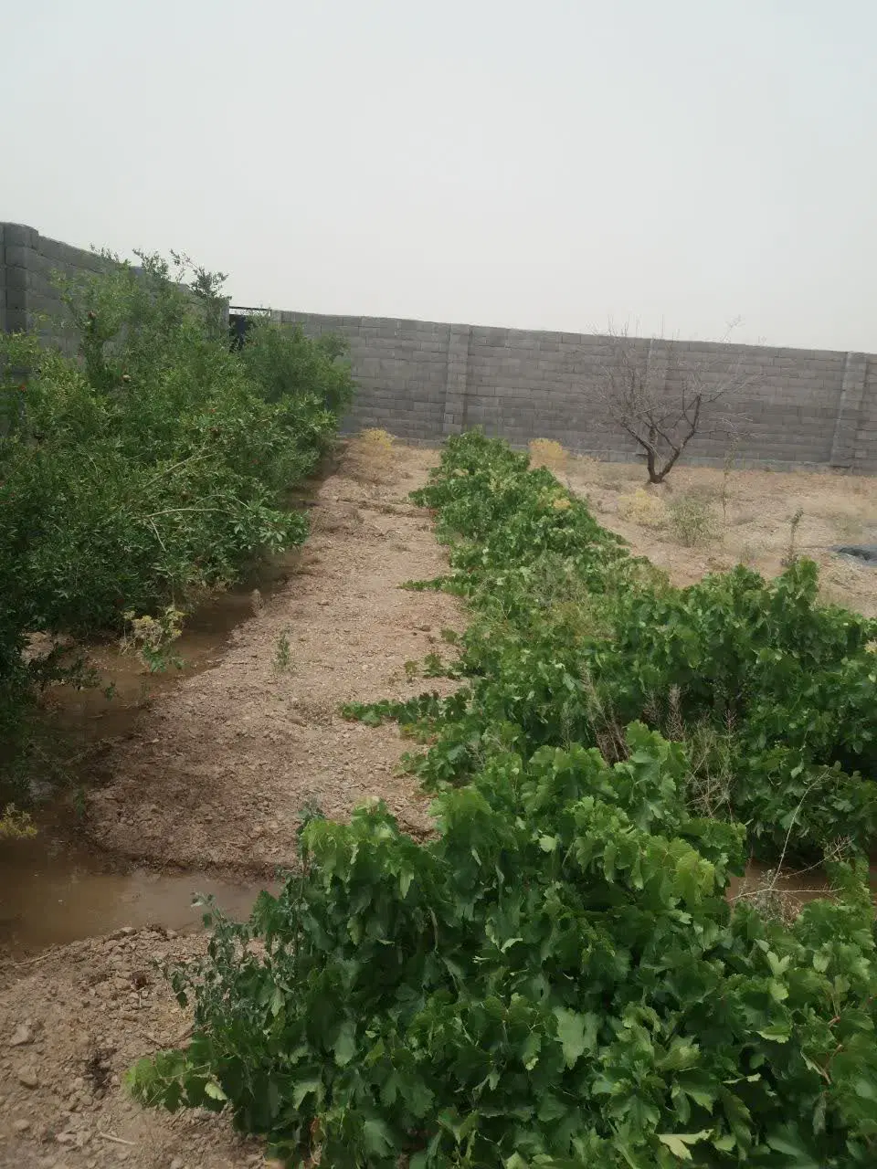 فروش باغ جوزدان نجف اباد