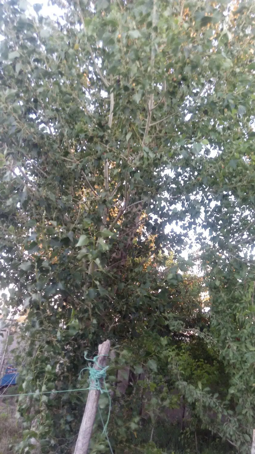 زمین مناسب برای باغ