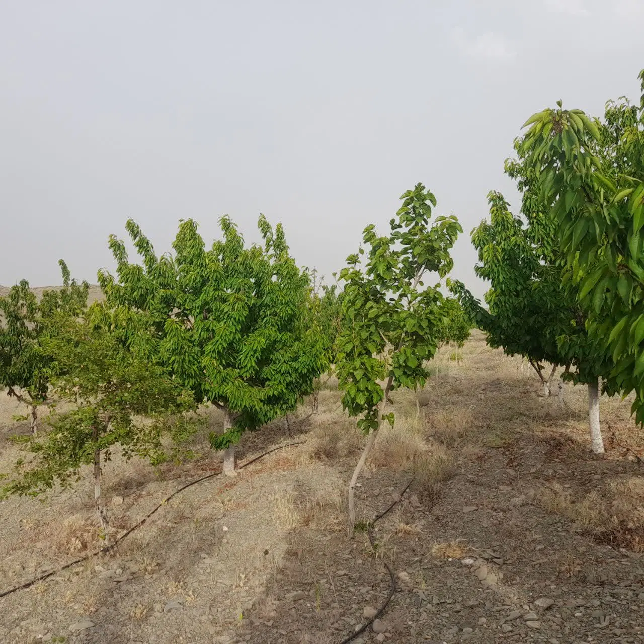 باغ توت و گیلاس سرسبز کاهو شاندیز