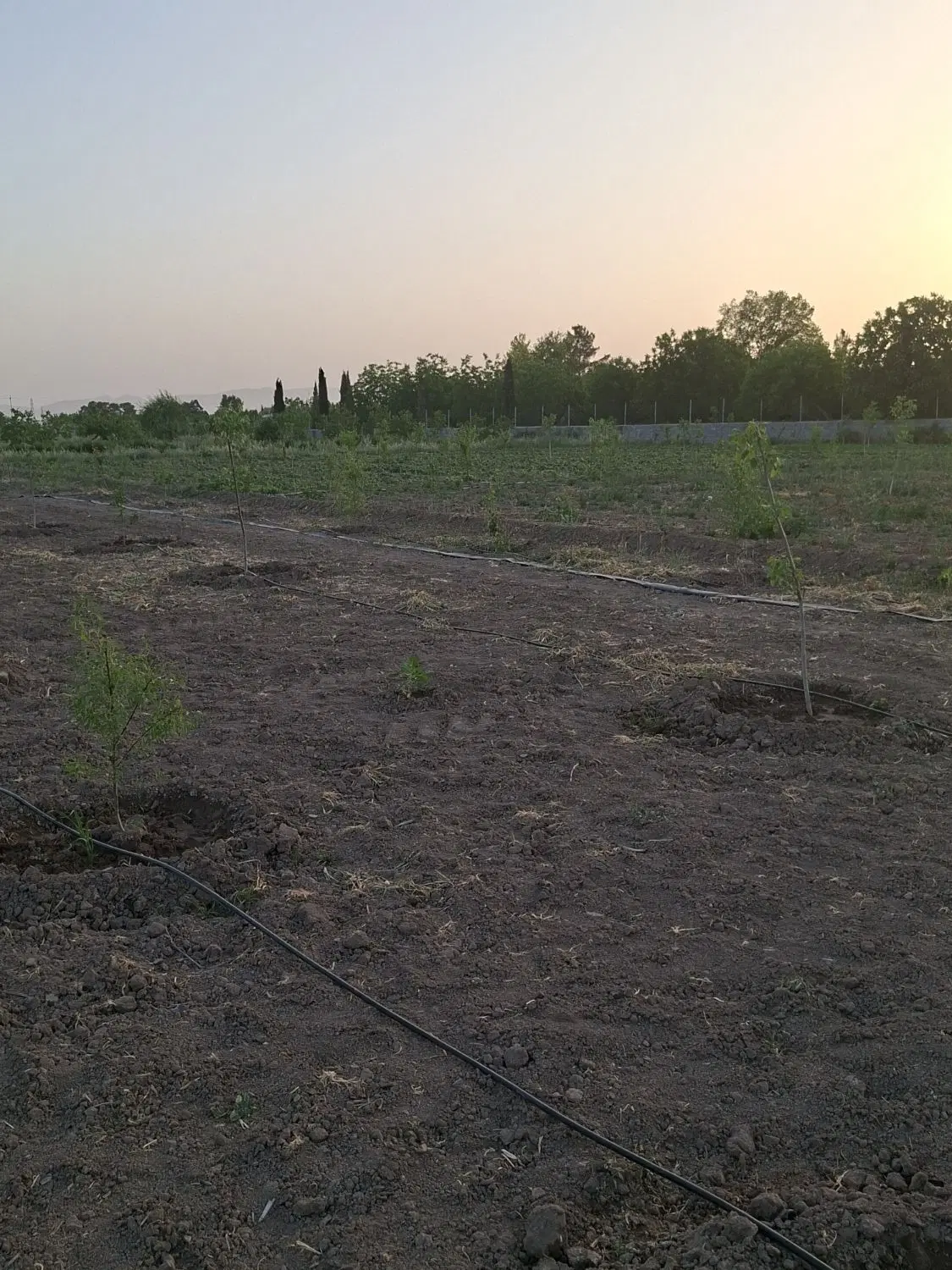 زمین باغ شهری جلیان(گلیون)