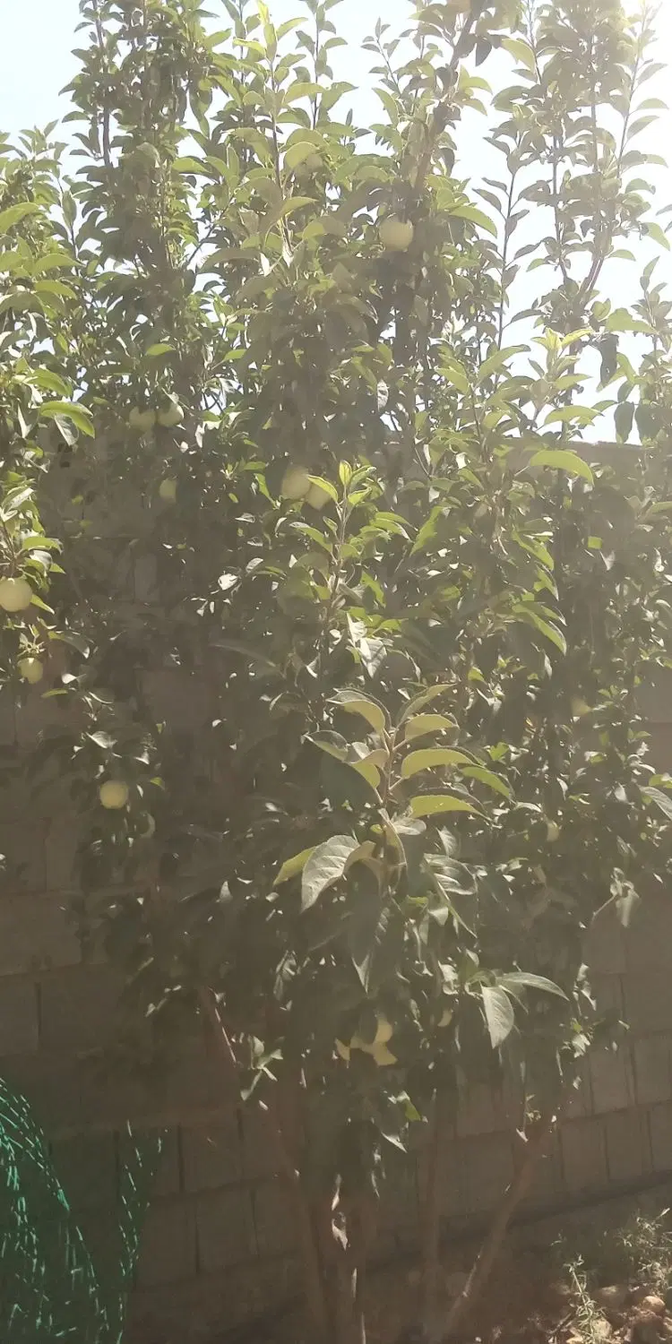 سلام فروش باغ دردارنگو