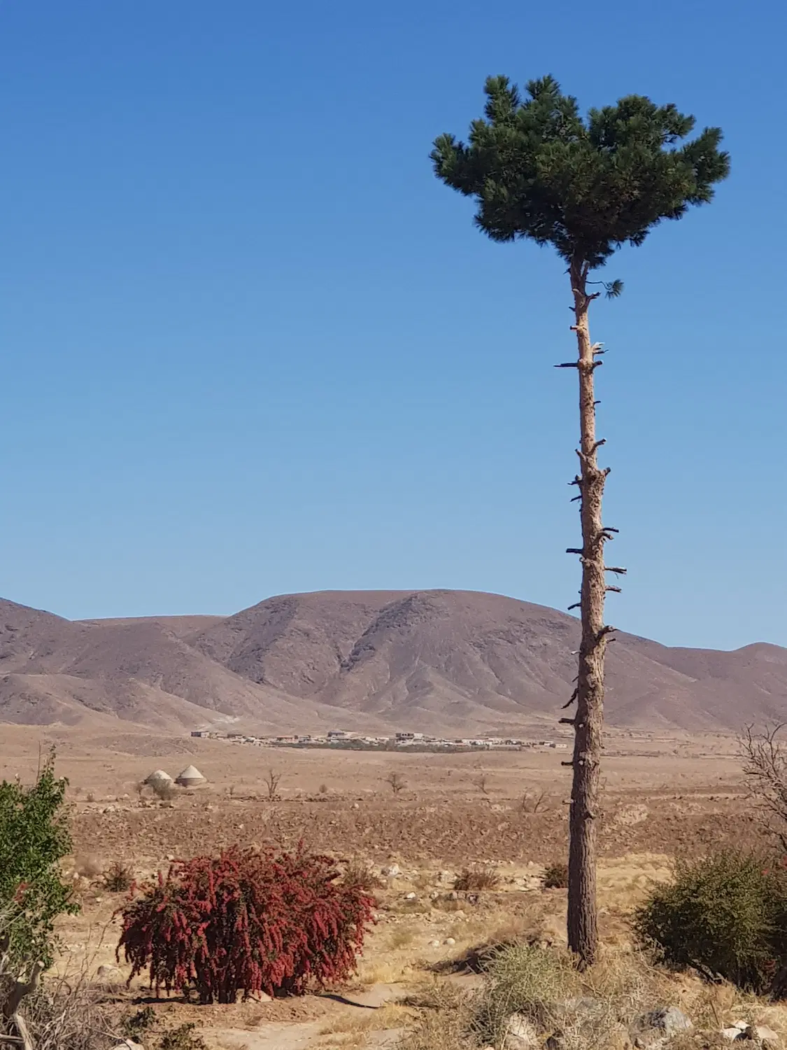 باغ زرشک ارزشمند، مناسب سرمایه‌گذاری و کشاورزی