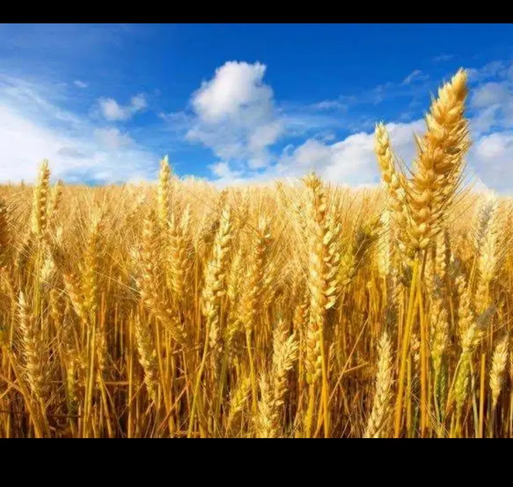 فروش زمین کشاورزی دیم