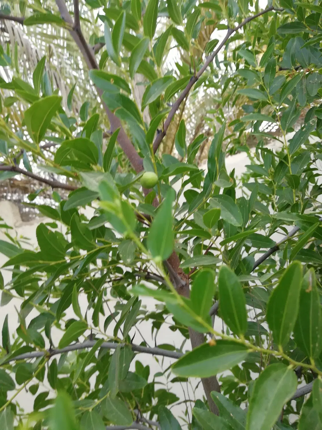 زمین کشاورزی  کره سیاه تلخ