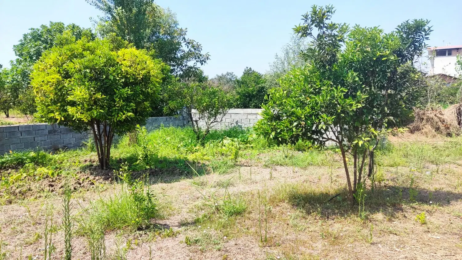 زمین مناسب برای خونه باغ