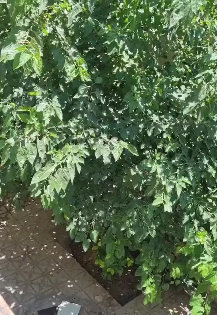 فروش منزل سه خوابه دو طبقه سند تک برگ سبز