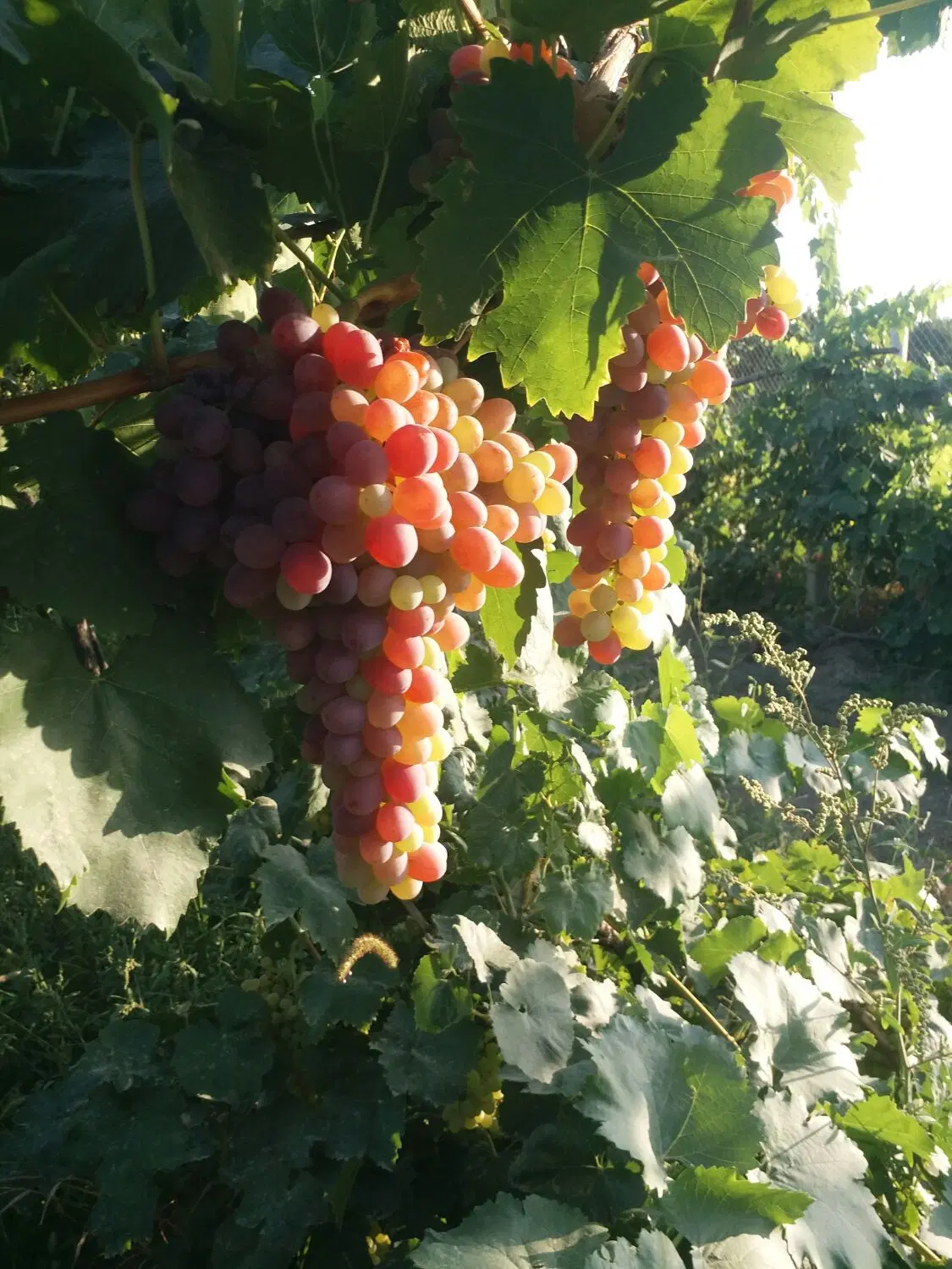 باغوباغچه