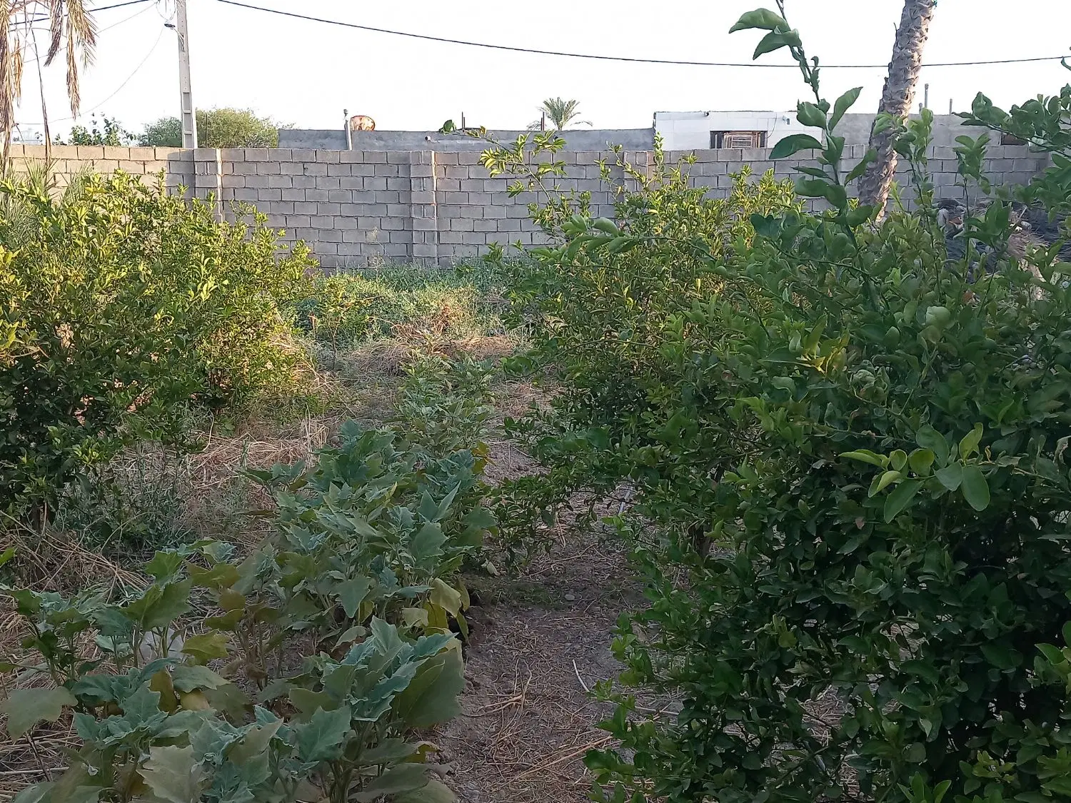 باغ چهاردیواری خانه ویلایی جنت مکان گتوند