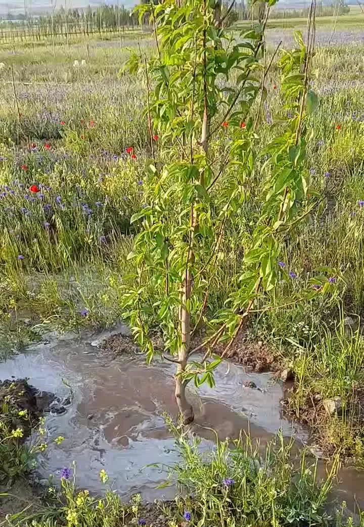 زمین باغ