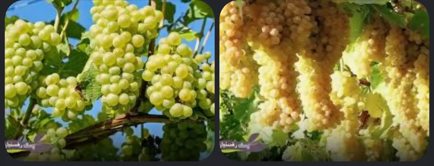 اجاره  سوله مخصوص آونگ انگور