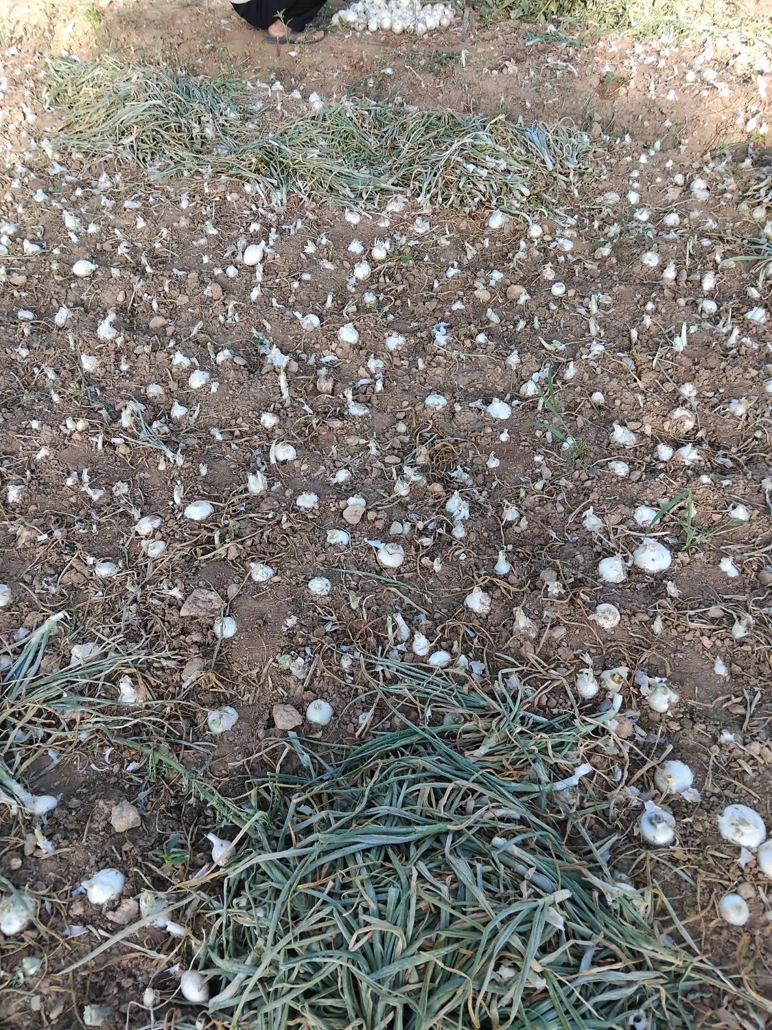زمین فروشی ۲۶۰ متر