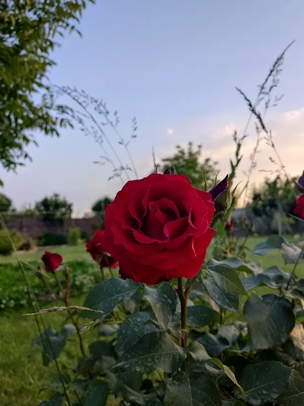 باغ ویلا 1000متری