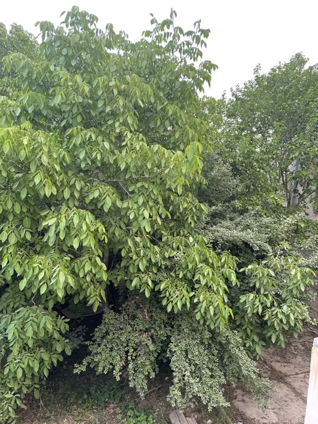 فروش زمین