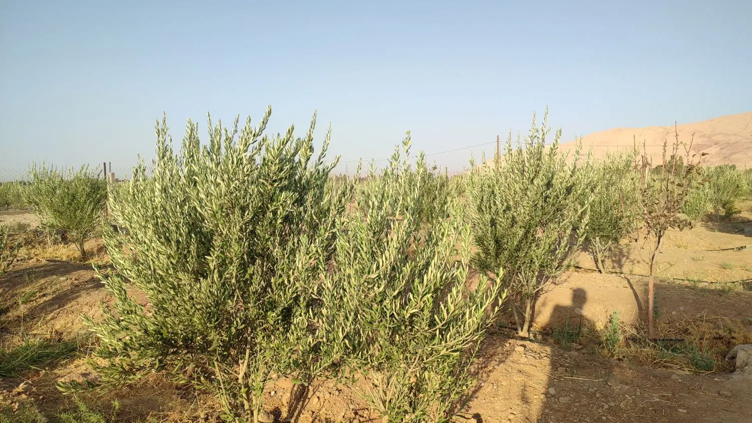 فروش استثنایی باغ‌زیتون در روستای ناروهه‌(گرمسار)
