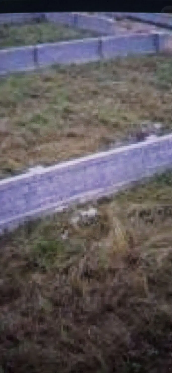 زمین