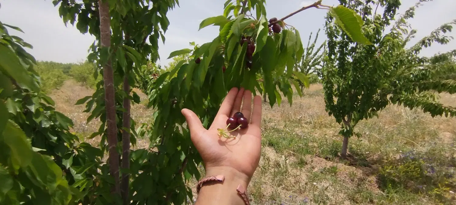 ۵۰۰متر باغ اجیلی خوش موقعیت