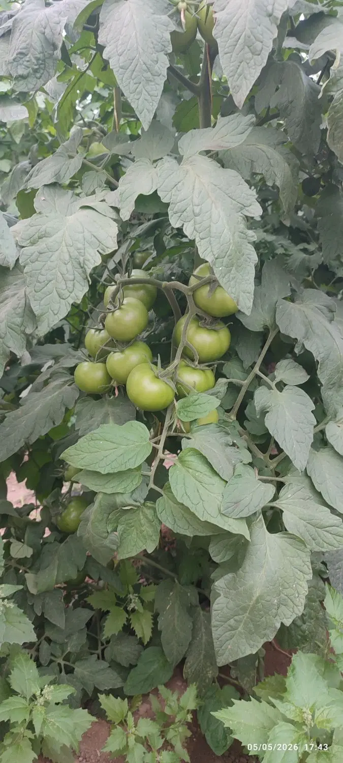 زمین گلخانه با مجوز