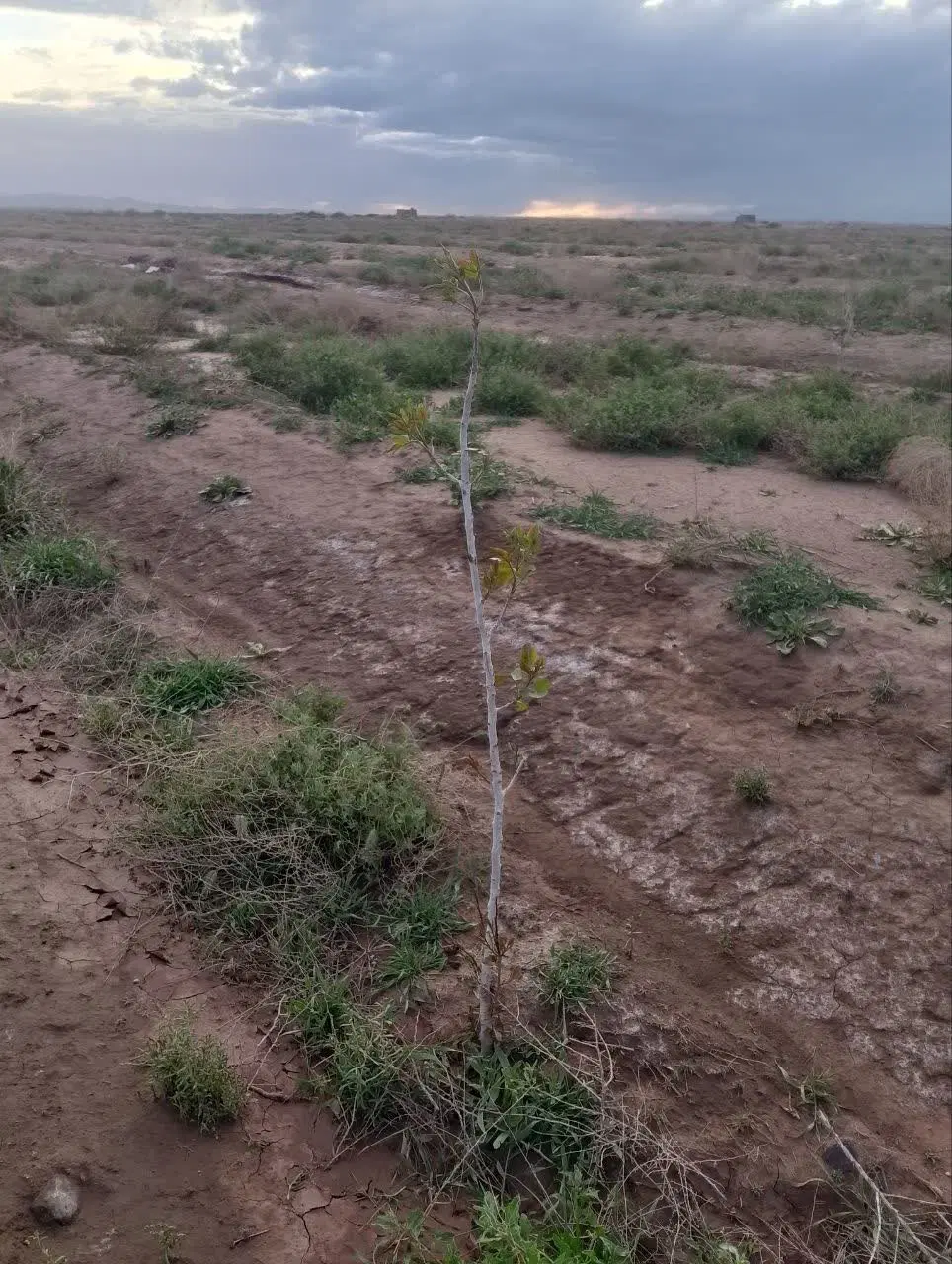 باغ پسته