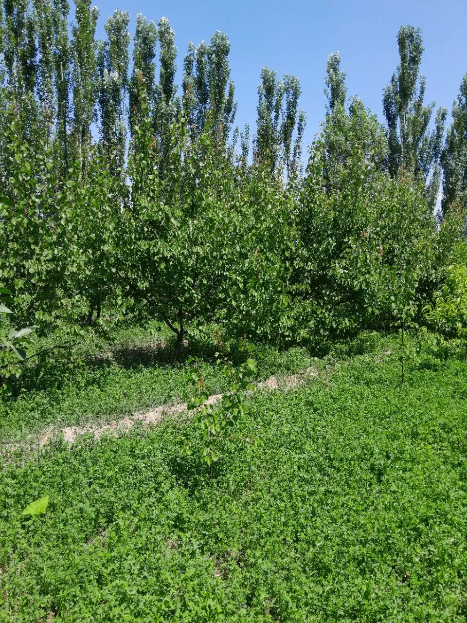 فروش زمین کشاورزی و باغی واقع در روستای اربطان