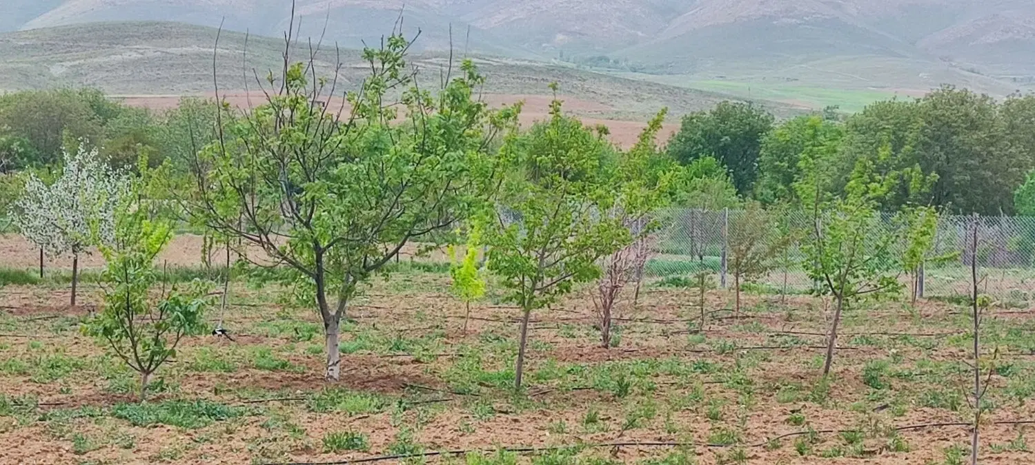 باغ در نزدیکی زنجان با قیمت مناسب
