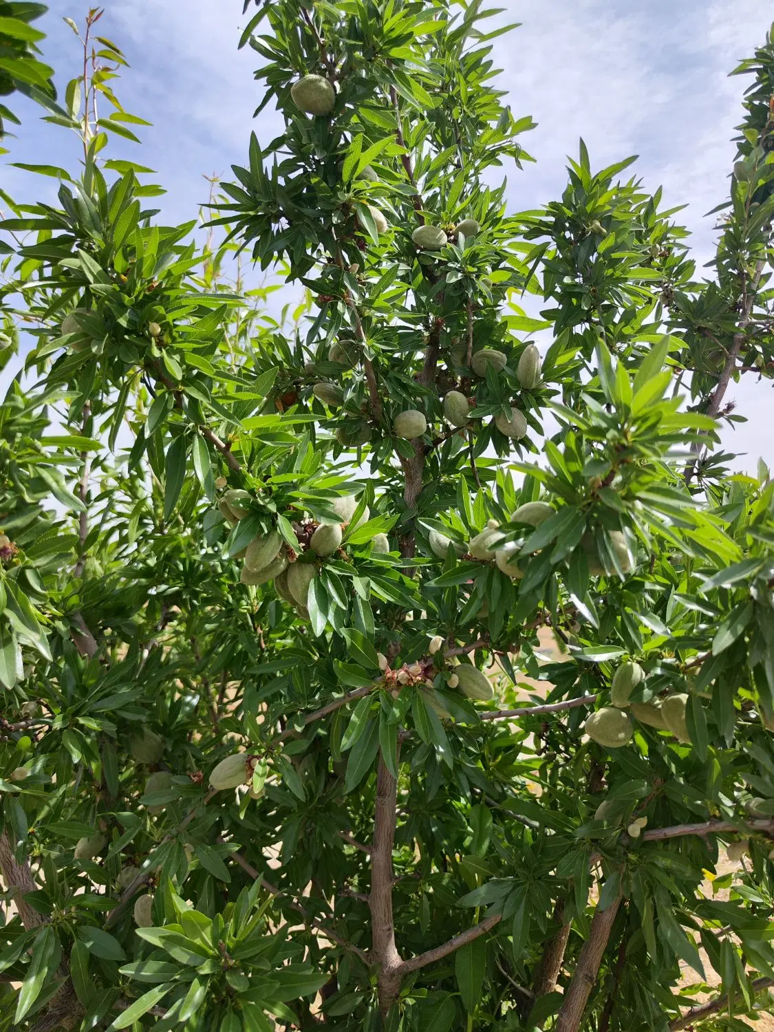 باغ ثمر ده ۲۵۰۰ متری