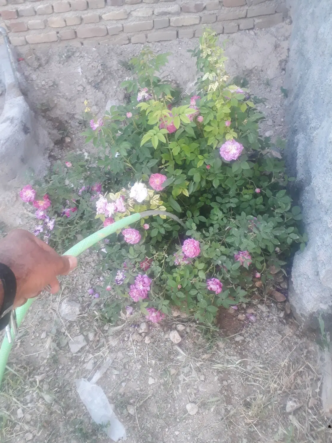 زمین در تپه صندل اباد