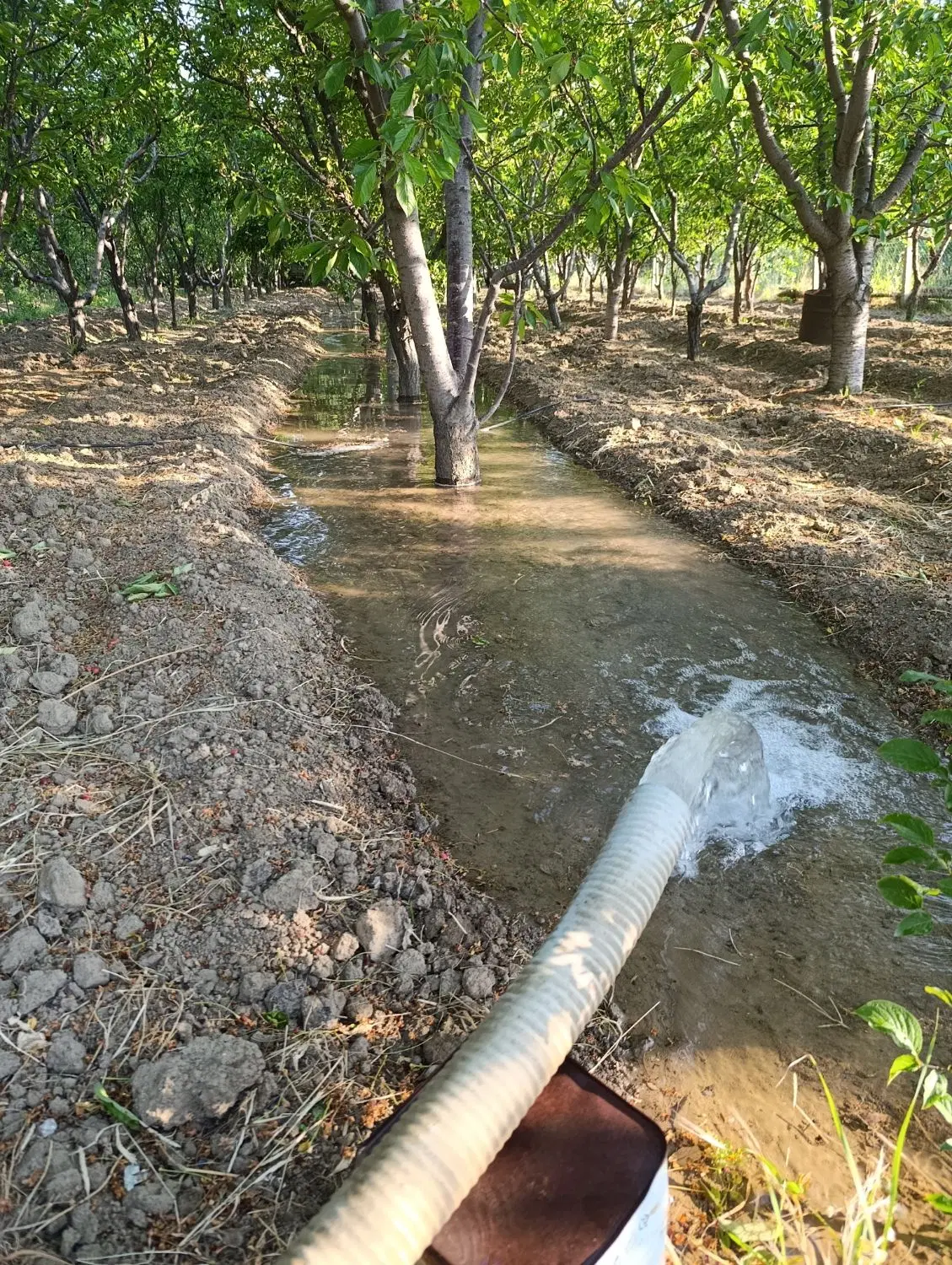 زمین کشاورزی