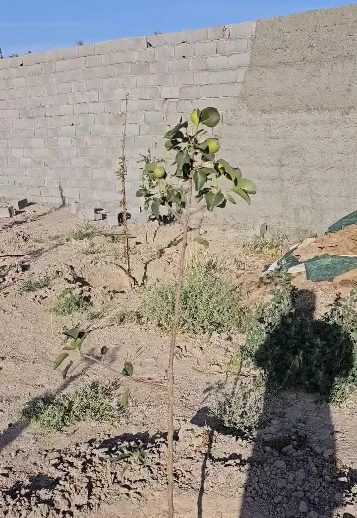 فروش پلاک باغی ۱۳۰۰ متری کروه