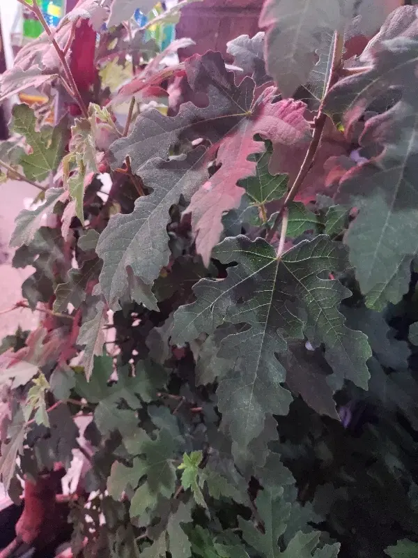 زمین باغی تجاری با سویت