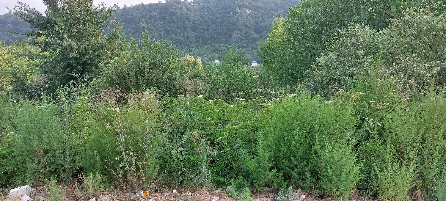 زمین کمربندی لنگرود به شلمان