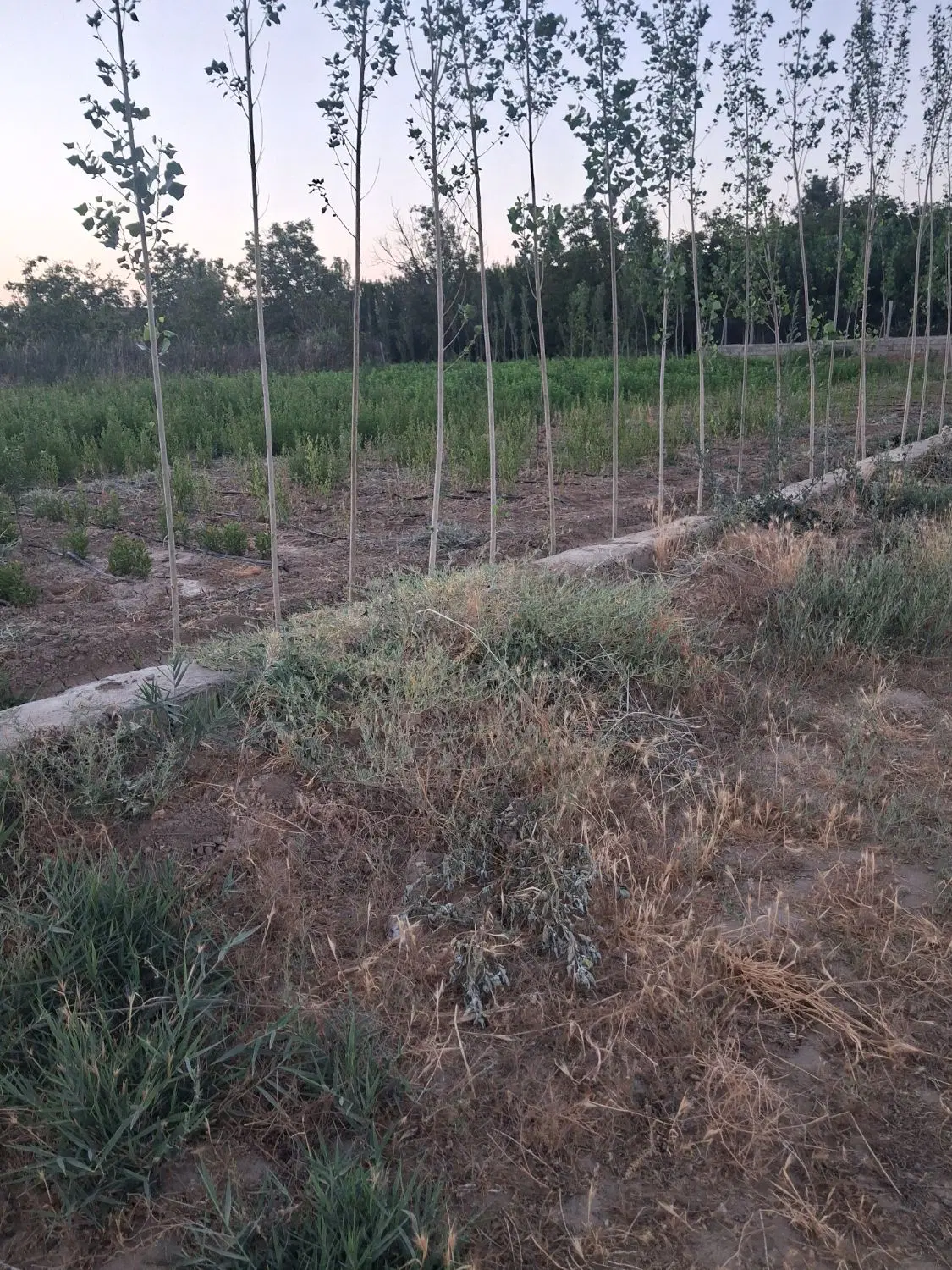 ۲هزار زمین کشاورزی ۳۶متری فرهنگیان خیابان پرسی گاز